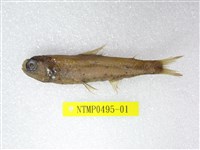 藏品(奈氏眼眶魚)的圖片